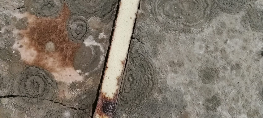 gal weinstein, biennale 2017